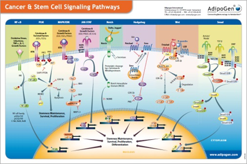 Cancer & Stem Cell Signaling Wallchart 2013