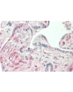 Immunohistochemical staining of ANGPTL4 using anti-ANGPTL4 (coiled-coil domain) (human), mAb (Kairos4-397G) (Prod. No. AG-20A-0047) in human placenta tissue (10&micro;g/ml).<br /> This antibody has been tested in immunohistochemistry, analyzed by an anato