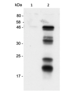 Human Caspase-1 (p20) is detected by immunoblotting using anti-Caspase-1 (p20) (human), mAb (Bally-1) (Prod. No AG-20B-0048-C100).<br /><br /> <strong>Method:</strong> Caspase-1 was analyzed by Western blot in supernatants of THP1 cells differentiated for