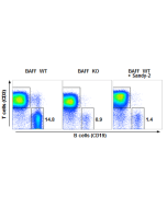 anti-BAFF (mouse), mAb (Sandy-2) (preservative free) (Prod. No. AG-20B-0063PF) blocks the action of endogenous BAFF <i>in vivo</i>.<br />  <b>Method:</b> Wild type C57BL/6 mice were treated at day 0 (single administration) with monoclonal antibody anti-BA