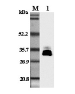 Western blot analysis in mouse plasma using anti-Adiponectin (mouse), pAb (Prod. No. AG-25A-0004) at 1:5'000 dilution.