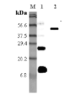 Western blot analysis using anti-RELM-&alpha; (mouse), pAb (Prod. No. AG-25A-0010) at 1:5'000 dilution.<br />
1: Mouse RELM-&alpha;.<br />
2: Mouse RELM-&alpha; Fc-protein.