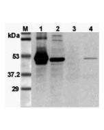 Western blot analysis using anti-FOXP3 (mouse), pAb (Prod. No. AG-25A-0020) at 1:3'000 dilution.<br />
1: Mouse FOXP3 (His-tagged).<br />
2: Transfected mouse FOXP3 cell lysate (HEK 293).<br />
3: Mouse T lymphocyte (CD4+) cell lysate.<br />
4: PHA treate