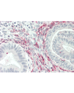 Immunohistochemical staining of GITRL using anti-GITRL (human), pAb (Prod. No. AG-25A-0023) in human uterus tissue (5&micro;g/ml).<br /> This antibody has been tested in immunohistochemistry, analyzed by an anatomic pathologist and validated for use in IH