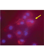 Immunocytochemistry fluorescent staining of human mature dendritic cells using anti-IDO (human), pAb (Prod. No. AG-25A-0029).