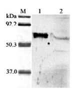 Western blot analysis of human ANGPTL6 using anti-ANGPTL6 (Prod. No. AG-25A-0030) at 1:2,000 dilution.<br />
1. Recombinant human ANGPTL6 (FLAG<sup>®</sup>-tagged).<br />
2. HepG2 cells lysate.