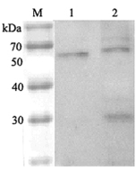 Western blot analysis using anti-ANGPTL6 (human), pAb (Prod. No. AG-25A-0037) at 1:2'000 dilution.<br />
1: Human ANGPTL6 (FLAG<sup>®</sup>-tagged).<br />
2: HepG2 cell lysate.