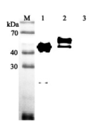 Western blot analysis using anti-Vaspin (human), pAb (Prod. No. AG-25A-0048) at 1:2'000 dilution.<br />
1: Human Vaspin (His-tagged).<br />
2: Human Vaspin (FLAG<sup>®</sup>-tagged).<br />
3: Mouse IL-33 (His-tagged) (negative control).