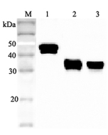 Western blot analysis using anti-Clusterin (human), pAb (Prod. No. AG-25A-0049) at 1:2'000 dilution.<br />
1: Human Clusterin (His-tagged).<br />
2: Human secretory Clusterin (FLAG<sup>®</sup>-tagged).<br />
3: Human serum (1&mu;l).