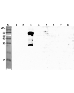 Western blot analysis using anti-ANGPTL3 (human), pAb (Prod. No. AG-25A-0052) at 1:4'000 dilution.<br />
1: Human ANGPTL1 (FLAG<sup>®</sup>-tagged).<br />
2: Human ANGPTL2 (FLAG<sup>®</sup>-tagged).<br />
3: Human ANGPTL3 (FLAG<sup>®</sup>-tagged).<br />
