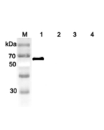 Western blot analysis of human DLL1 using anti-DLL1 (human), pAb (Prod. No. AG-25A-0062) at 1:2,000 dilution.<br />
1. Recombinant human DLL1 (FLAG<sup>®</sup>-tagged).<br />
2. Recombinant human DLL4 (Fc protein) (Negative control).<br />
3. Recombinant 