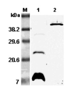 Western blot analysis using anti-RELM-&beta; (mouse), pAb (Prod. No. AG-25A-0063) at 1:5'000 dilution.<br />
1: Mouse RELM-&beta;.<br />
2: Mouse RELM-&beta; Fc-protein.<br />