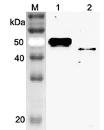 Western blot analysis using anti-Vaspin (mouse), pAb (Prod. No. AG-25A-0075) at 1:2'000 dilution.<br />
1: Mouse Vaspin (FLAG<sup>®</sup>-tagged).<br />
2: Mouse Vaspin (His-tagged)