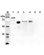 Western blot analysis using anti-DLL1 (human), pAb (Prod. No. AG-25A-0079) at 1:2'000 dilution.<br />
1: Human DLL1 Fc-protein.<br />
2: Human DLL1 (FLAG<sup>®</sup>-tagged)<br />
3: Transfected human DLL1 cell lysate (HEK 293).<br />
4: Primary human pan