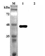 Western blot analysis using anti-Sirtuin 2 (human), pAb (Prod. No. AG-25A-0083) at 1:4'000 dilution.<br />
1: Human Sirtuin 2 (His-tagged).<br />
2: Human FGF21 (His-tagged) (negative control).