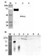 Western blot analysis of human DLK1 using anti-DLK1 (human), pAb (Prod. No. AG-25A-0091) at 1: 2,000 dilution.<br />
A.<br />
1. Human DLK1 (Fc protein).<br />
2. Transfected human DLK1 full length cell lysate (HEK 293).<br />
3. Mock Transfected HEK293 c