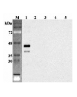 Western blot analysis using anti-Sirtuin 6 (human), pAb (Prod. No. AG-25A-0101) at 1:2'000 dilution.<br />
1: Human Sirtuin 6 (intact form) (His-tagged).<br />
2: Human Sirtuin 1 (His-tagged).<br />
3: Human Sirtuin 2 (His-tagged).<br />
4: Human Sirtuin 