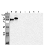 Western blot analysis using anti-DNER (human), pAb (Prod. No. AG-25A-0102) at 1:4'000 dilution.<br />
1: Human DNER (ED) (FLAG<sup>®</sup>-tagged).<br />
2: Human DNER (ED) Fc-protein.<br />
3: Human DLL1 (His-tagged).<br />
4: Human DLL4 (His-tagged).<br