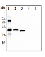 <b>Western blot analysis using anti-IL-37 (human), pAb (Prod. No. AG-25A-0111) at 1:2.000 dilution:</b><br />1. Recombinant human IL-37-His (50ng)<br />2. Human IL-37-FLAG transfected HEK293 cell lysate(100&micro;g)<br />3. Human IL-37-tag free transfecte