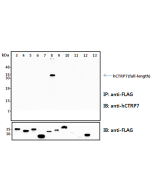 anti-CTRP7 (human), pAb