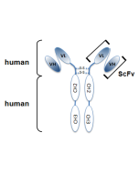 Structure of the recombinant antibody anti-Giantin (h), mAb (rec.) (TA10) (Prod. No. AG-27B-0003). The single chain variable human fragment (ScFv) selected by antibody phage display technology and specific to the antigen of interest is fused to a human Ig