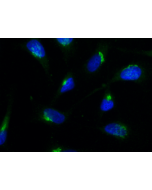 Human giantin is detected by immunocytochemistry using anti-Giantin, mAb (rec.) (TA10) (ATTO 488) (Prod. No. AG-27B-0003TD).<br /> <strong>Method:</strong> HeLa cells are grown in standard culture conditions, fixed with methanol, and incubated with using 