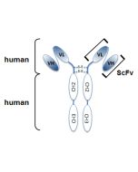 Structure of the recombinant antibody anti-Angiopoietin-2 (human), mAb (rec.) (blocking) (Angy-1-4) (Prod. No. AG-27B-0015). The single chain variable human fragment (ScFv) selected by antibody phage display technology and specific to the antigen of inter