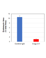 Structure of the recombinant antibody anti-Angiopoietin-2, mAb (rec.) (blocking) (Angy-2-1) (Prod. No. AG-27B-0016). The single chain variable human fragment (ScFv) selected by antibody phage display technology and specific to the antigen of interest is f