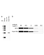 anti-c-Myc, mAb (rec.) (9E10 improved variant) (Fc Mouse)