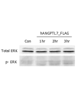 ERK phosphorylation induced by hANGPTL7 in THP-1 cells.<br />
THP-1 monocyte cells were serum starved for 16hr and then stimulated with ANGPTL7 (human) (rec.) (Prod. No. AG-40A-0060) (500ng/ml) for 1, 2 and 3 hrs, respectively. Antibodies against pERK1/2 