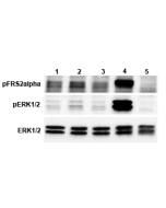 ERK and FRS2&alpha; phosphorylation induced by FGF-21 in bKlotho expressing cells.<br />
bKlotho expressing cells were serum starved for 16hr and then stimulated with hFGF-21-His (competitor), FGF-21-Fc (Prod. No. AG-40A-0095), mCD137-Fc (Fc control) and 