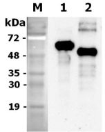 <b>Deglycosylation of rat progranulin.</b> To examine the deglycosylation of rat progranulin, 1&mu;g of rat progranulin is denatured with 1X glycoprotein denaturing buffer at 100°C for 10 minutes. After the addition of NP-40 and G7 reaction buffer, twofol