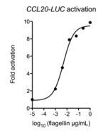 Flagellin (AG-40B-0095) activates TLR5.<br /> <b>Method:</b> Caco-2 cells transfected with plasmid encoding CCL20-LUC plasmid were activated for 24h with the indicated concentrations of Flagellin (Prod. No. AG-40B-0095). Luciferase assays were performed o