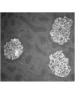 Immunocytochemical analysis of Actinin-4 distribution in rat kidney using anti-&alpha;-Actinin-4, pAb (IG-701) (AG-25T-0107). Glomeruli are strongly labeled (frozen sections of formaldehyde perfused tissue (dilution 1:1600)).