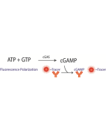 Transcreener cGAMP cGAS FP Assay