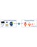 Enzolution™ DDX5 ATPase FP Assay System