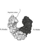 Fc-KIH (human) IgG1 Control (rec.)