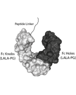 Fc (LALA-PG)-KIH (human) IgG1 Control (rec.)