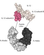 IL-12 (mouse):Fc-KIH (human) (rec.)