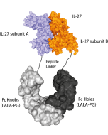 IL-27 (mouse):Fc (LALA-PG)-KIH (human) (rec.)