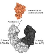 IL-33 (oxidation resistant) (human) (monomeric):Fc (LALA-PG)-KIH (human) (rec.)