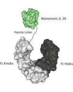 IL-38 (aa 20-152) (human) (monomeric):Fc-KIH (human) (rec.)