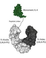 IL-4 (human) (monomeric):Fc (LALA-PG)-KIH (human) (rec.)