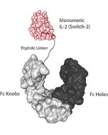 IL-2 (human) (Switch-2) (monomeric):Fc-KIH (human) (rec.)