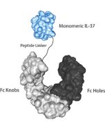 IL-37 (human) (monomeric):Fc-KIH (human) (rec.)