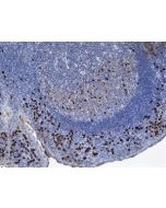 Immunohistochemistry of Human Tonsil Tissue using Anti-Human IgA1 antibody RM124.