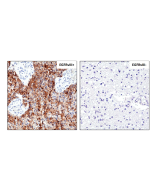 Sandwich ELISA, using RevMAb human IgG4 matched antibody pair, shows species reactivity to human only, and shows no cross-reactivity to monkey (Cyno or Rhesus), mouse IgG, rat IgG, or goat IgG.