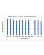 anti-cGMP, Rabbit Monoclonal (RM467)