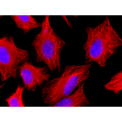 Human alpha-Tubulin is detected by immunocytochemistry using anti-alpha-Tubulin, mAb (rec.) (F2C) (Prod. No. AG-27B-0005).<br /> <b>Method:</b> HeLa cells are grown in standard culture conditions, fixed with methanol, and incubated with anti-alpha-Tubulin