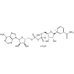 &beta;-Nicotinamide adenine dinucleotide hydrate